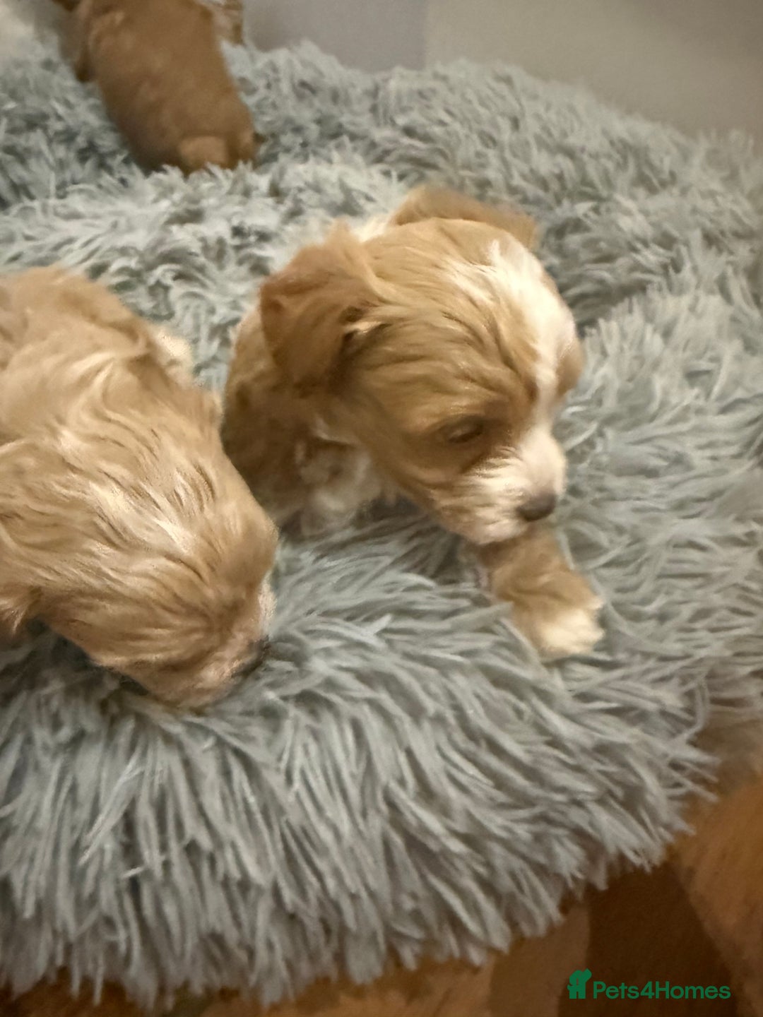 Maltipoo dogs for sale: Real life teddy bear f1 Maltipoos ❤️💥 - Image 21