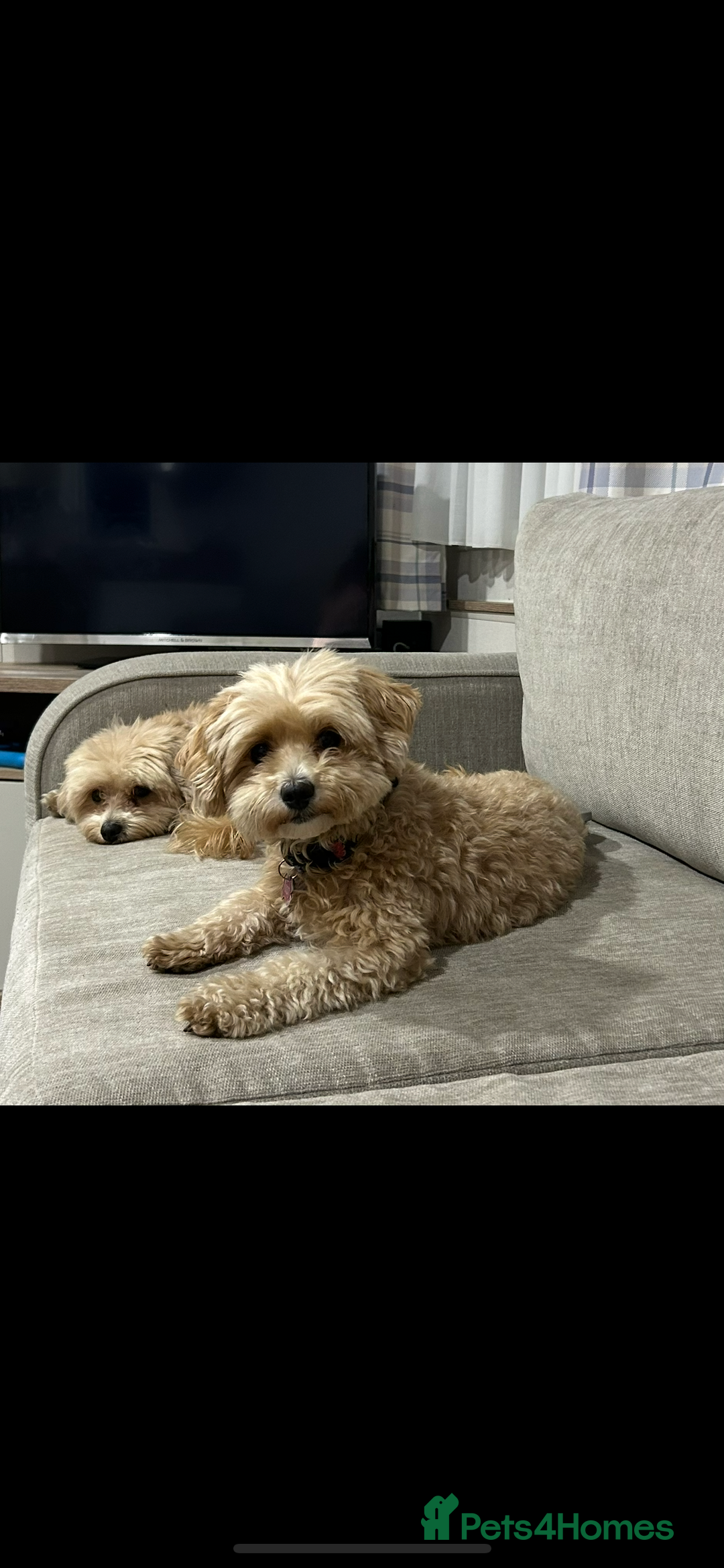 Maltipoo dogs for sale: ✨ Maltipoo Puppies Looking for Forever Homes! ✨ - Image 16