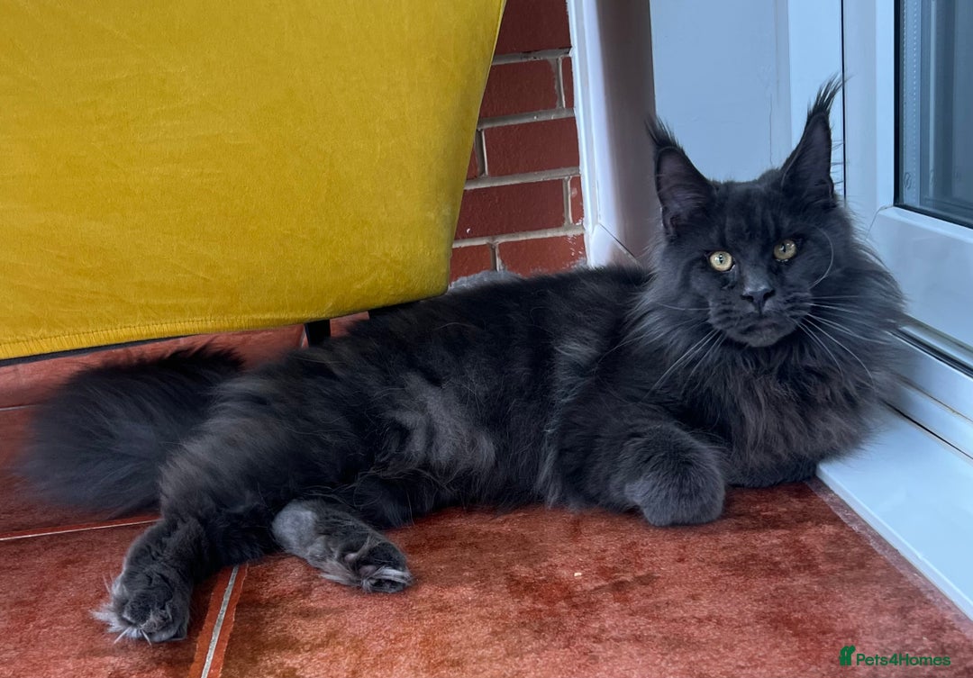 Maine Coon cats for stud: Stud service  - Advert 3