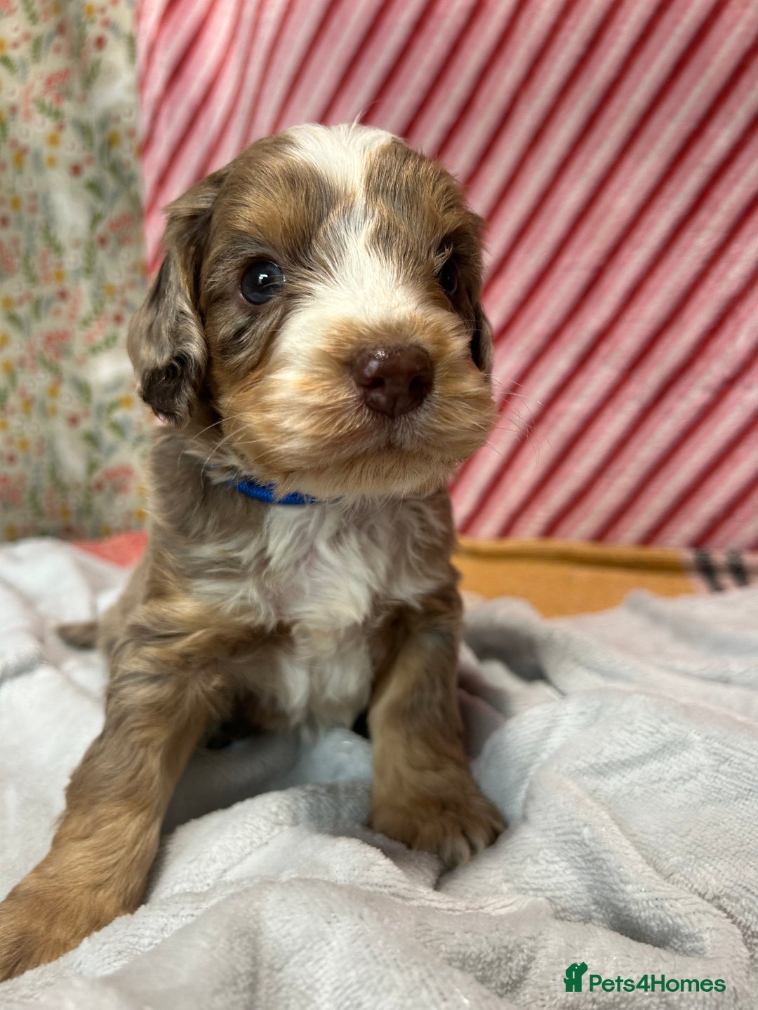 Cockapoo dogs for sale: Cute F1 cockapoo puppies  - Advert 15