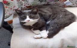 British Shorthair cats for sale: 🐾 Gorgeous girl Whiskey for sale 🐾 - Image 4