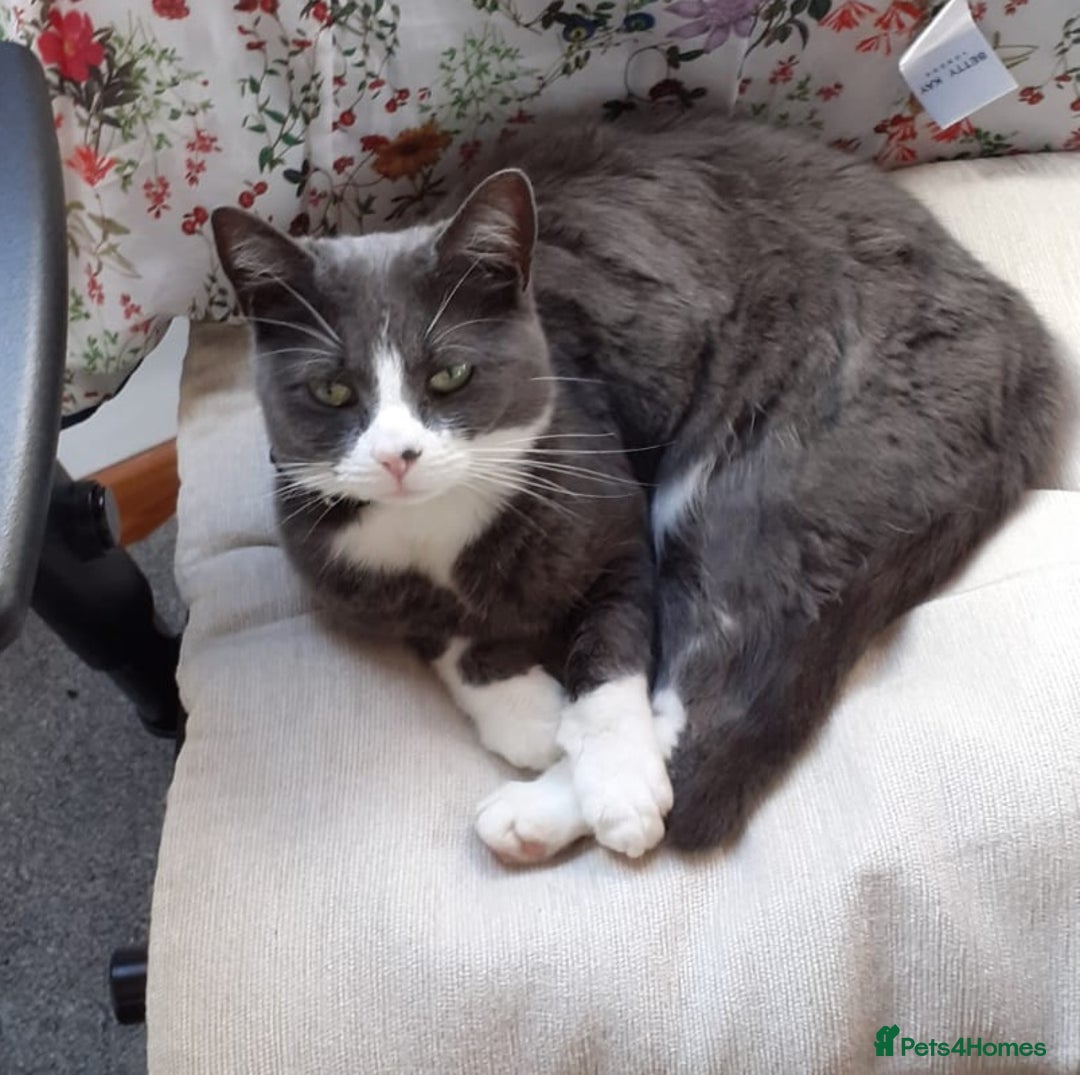British Shorthair cats for sale: 🐾 Gorgeous girl Whiskey for sale 🐾 - Image 4