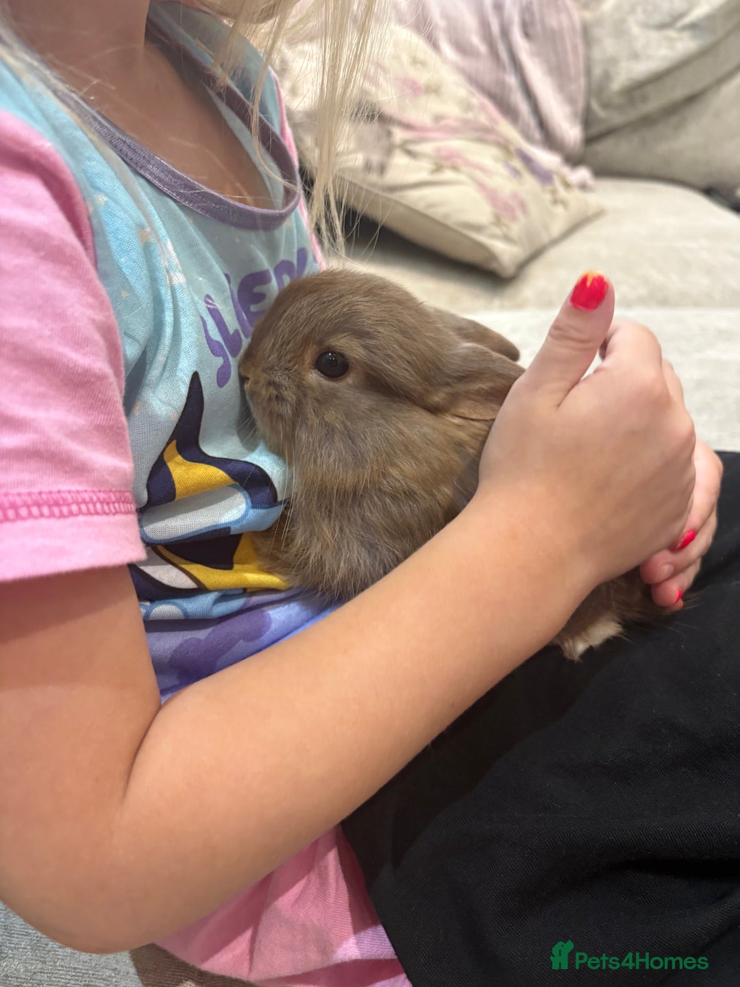 Netherland Dwarf rabbits for sale: Baby Netherlands dwarf/dwarf lion heads - Image 8