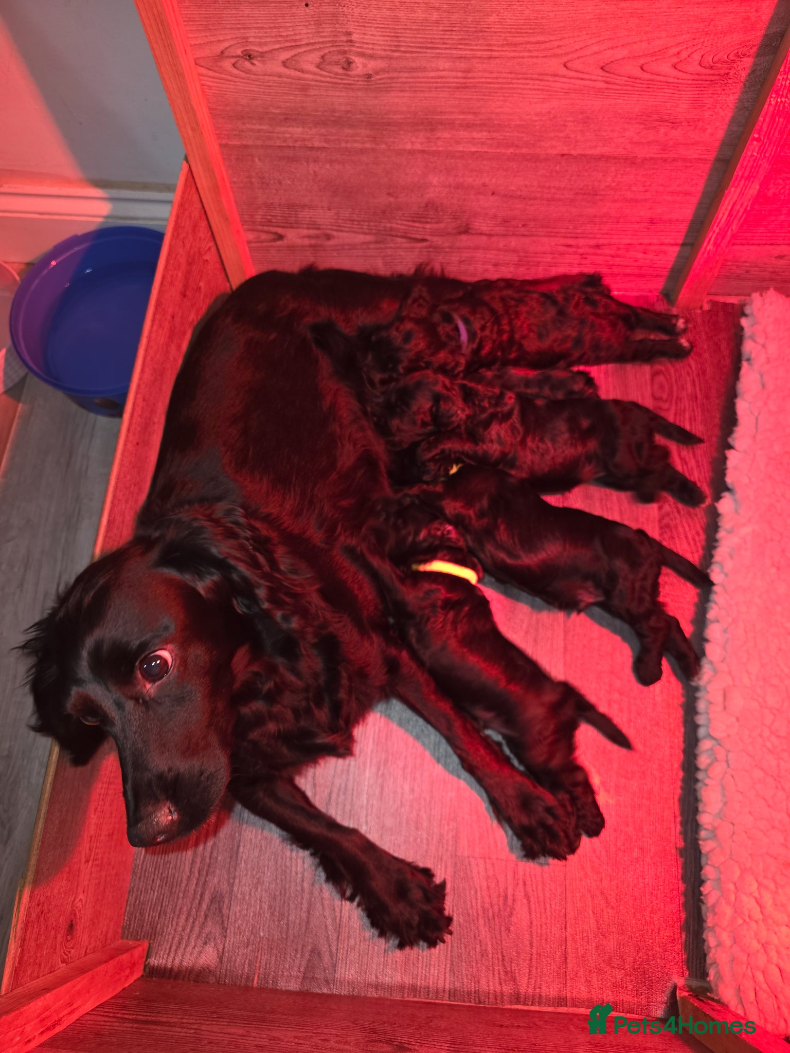 Cockapoo dogs Stunning Black cockapoo puppies  - Advert 1