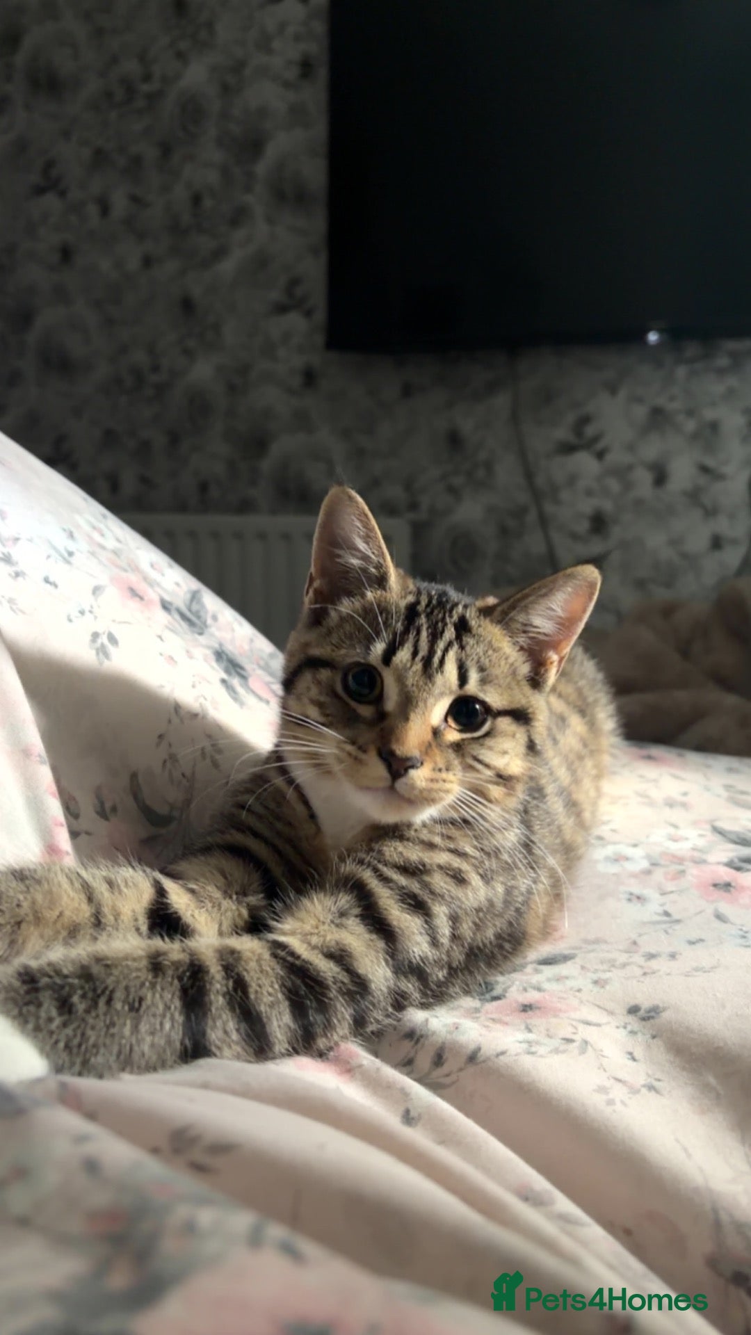British Shorthair cats for sale: Kitten for sale - Advert 3