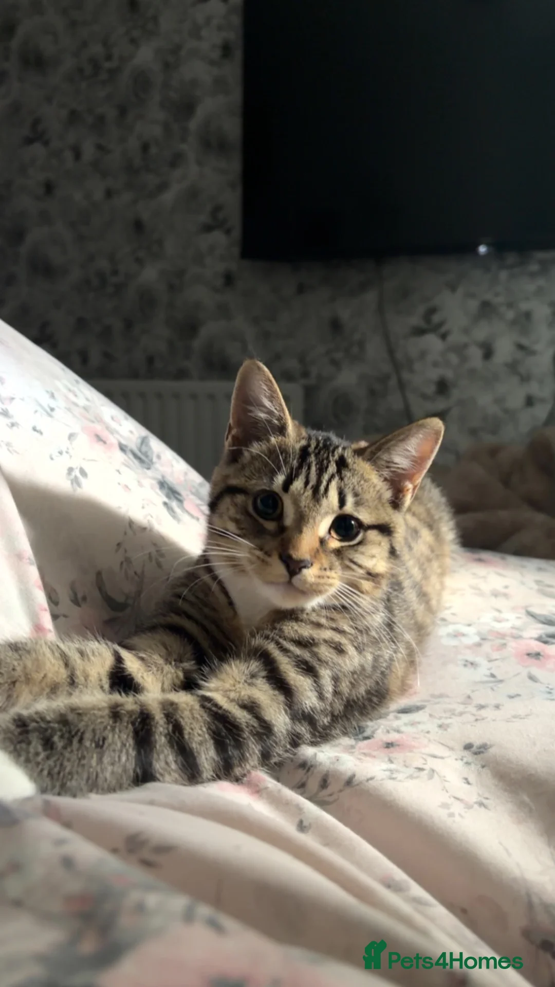 British Shorthair cats for sale: Kitten for sale - Advert 1