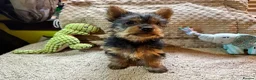 Australian Silky Terrier dogs for sale: KCRegistered Australian Silky Terrier Puppies - Advert 3