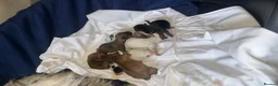 Jack Russell dogs for sale: Jack russles  - Advert 1