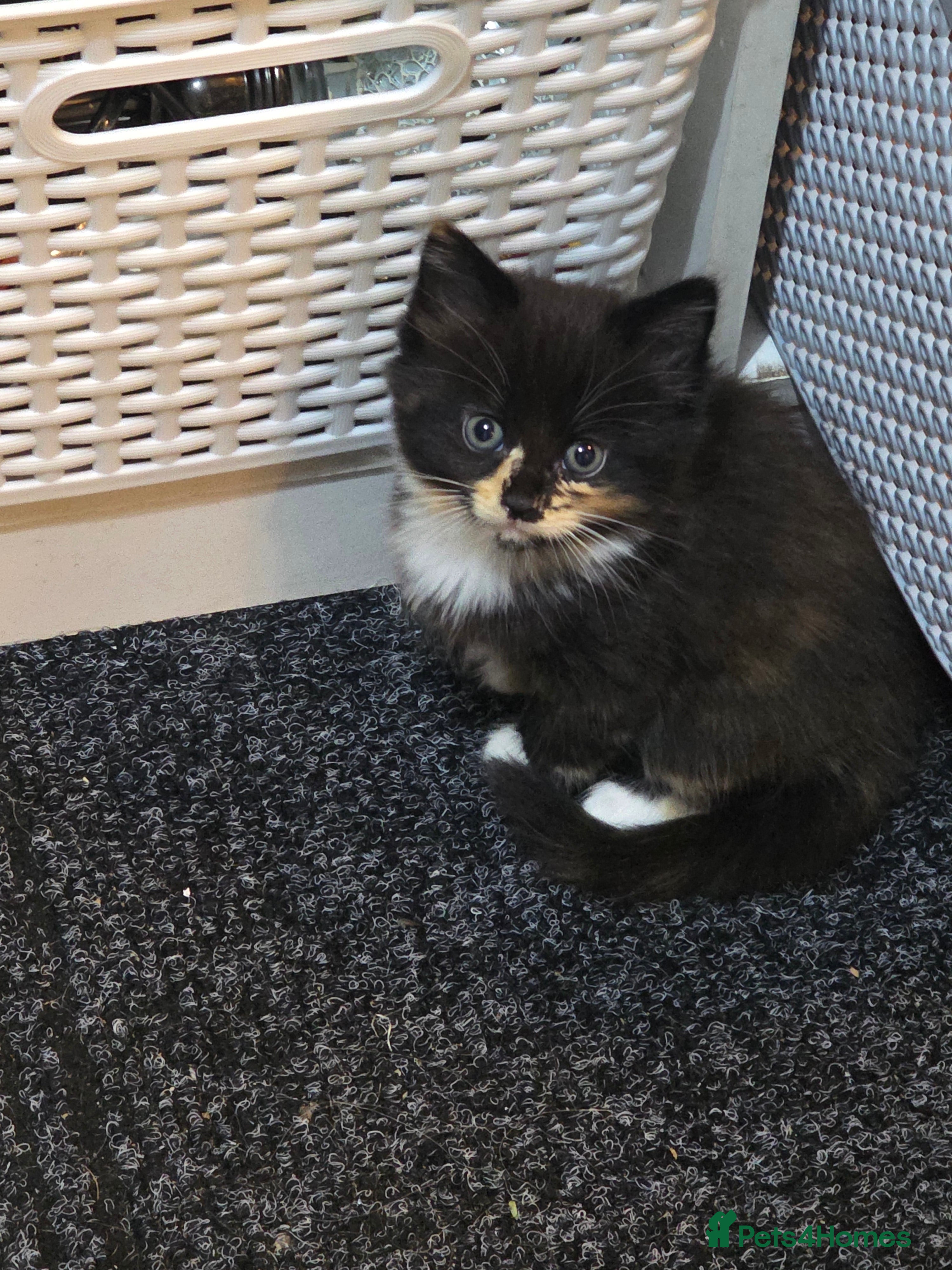 Mixed Breed cats 3 kittens for sale  - Advert 1