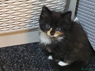 Mixed Breed cats 3 kittens for sale - Advert 4