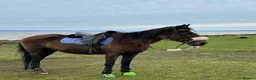 Other Breed horses for sale: Welsh part breed mare 15h - Advert 16