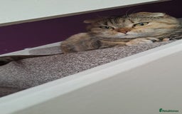 Scottish Fold cats for sale: Beautiful Scottish fold cat FREE - Image 13