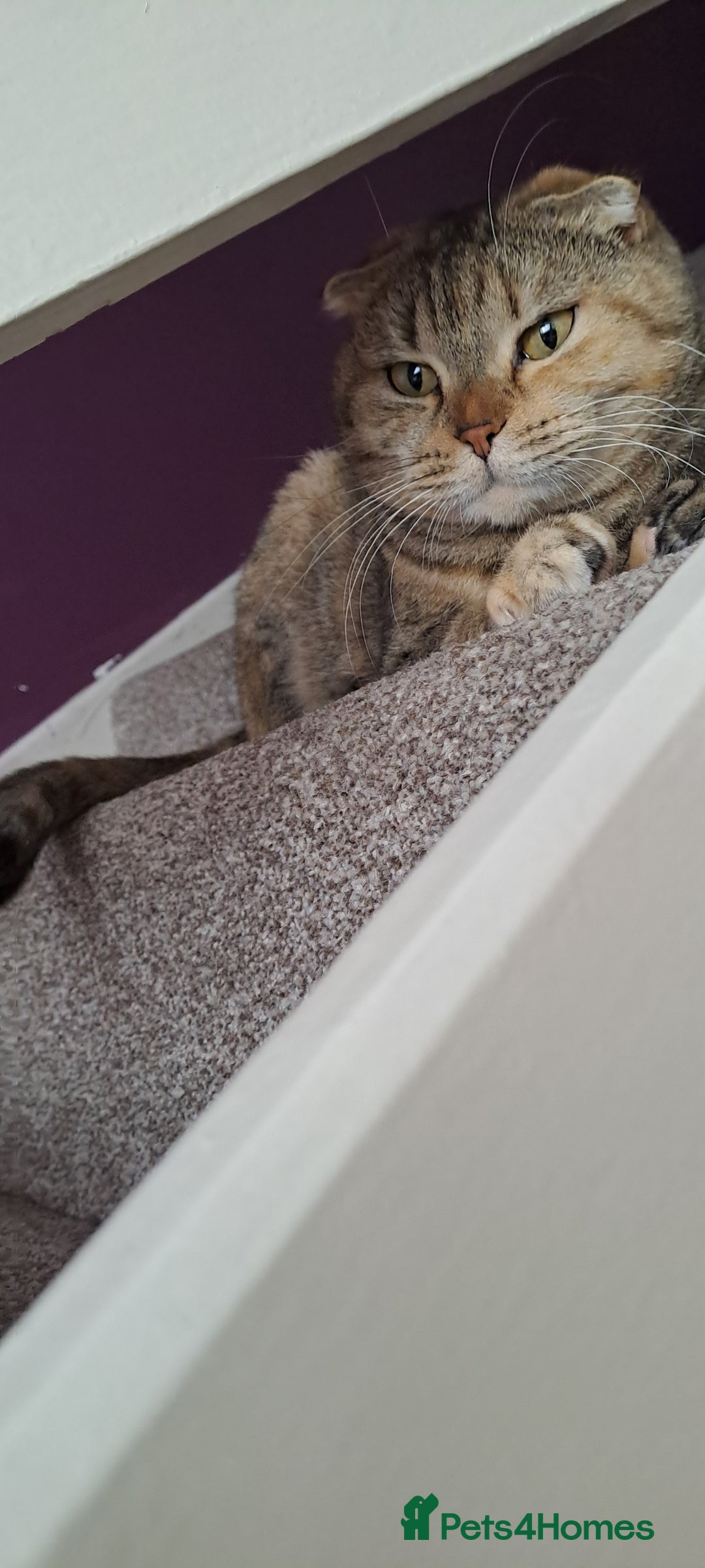 Scottish Fold cats for sale: Beautiful Scottish fold cat FREE - Image 13