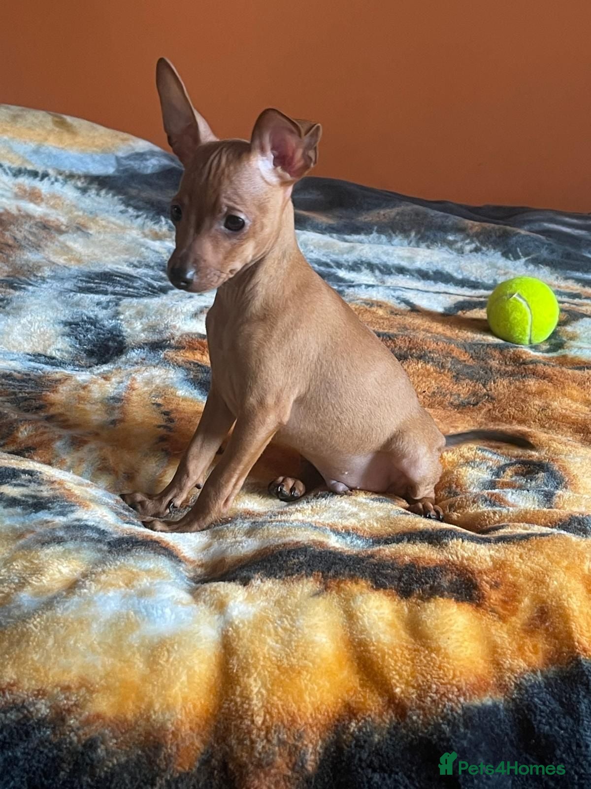 Miniature Pinscher dogs .🐾 Beautiful Miniature Pinscher Boy 🏡❤️ - Advert 18