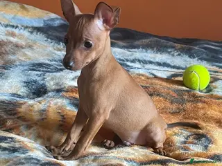 Miniature Pinscher dogs .🐾 Beautiful Miniature Pinscher Boy 🏡❤️ - Advert 2