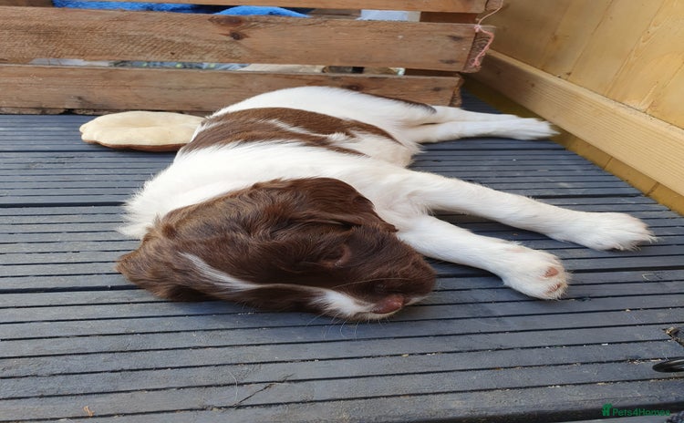 English Springer Spaniel dogs - Advert 3