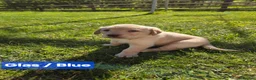 Labrador Retriever dogs for sale: 4 beautiful Labrador boys for family/work buddy in Aberaeron - Advert 10