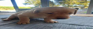 Labrador Retriever Puppy 1