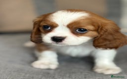 King Charles Spaniel dogs for sale: Beautiful cavalier puppies  - Image 15