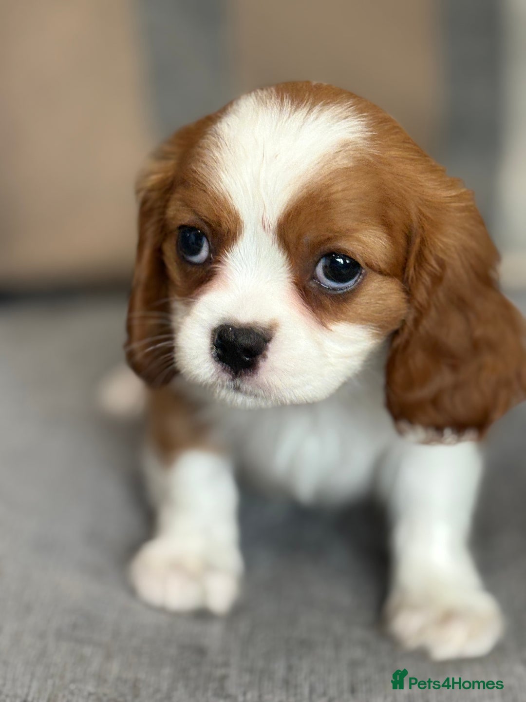 King Charles Spaniel dogs for sale: Beautiful cavalier puppies  - Image 15