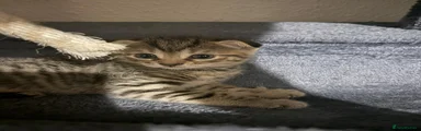 Scottish Fold 4