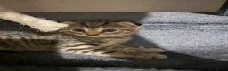 Scottish Fold cats for sale: ❤️READY TO GO: SCOTTISH STRAIGHT/FOLD KITTENS❤️ - Advert 18
