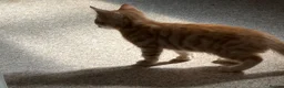 Mixed Breed cats for sale: Available Now - 2 Ginger & 1 Black Kitten - Advert 9