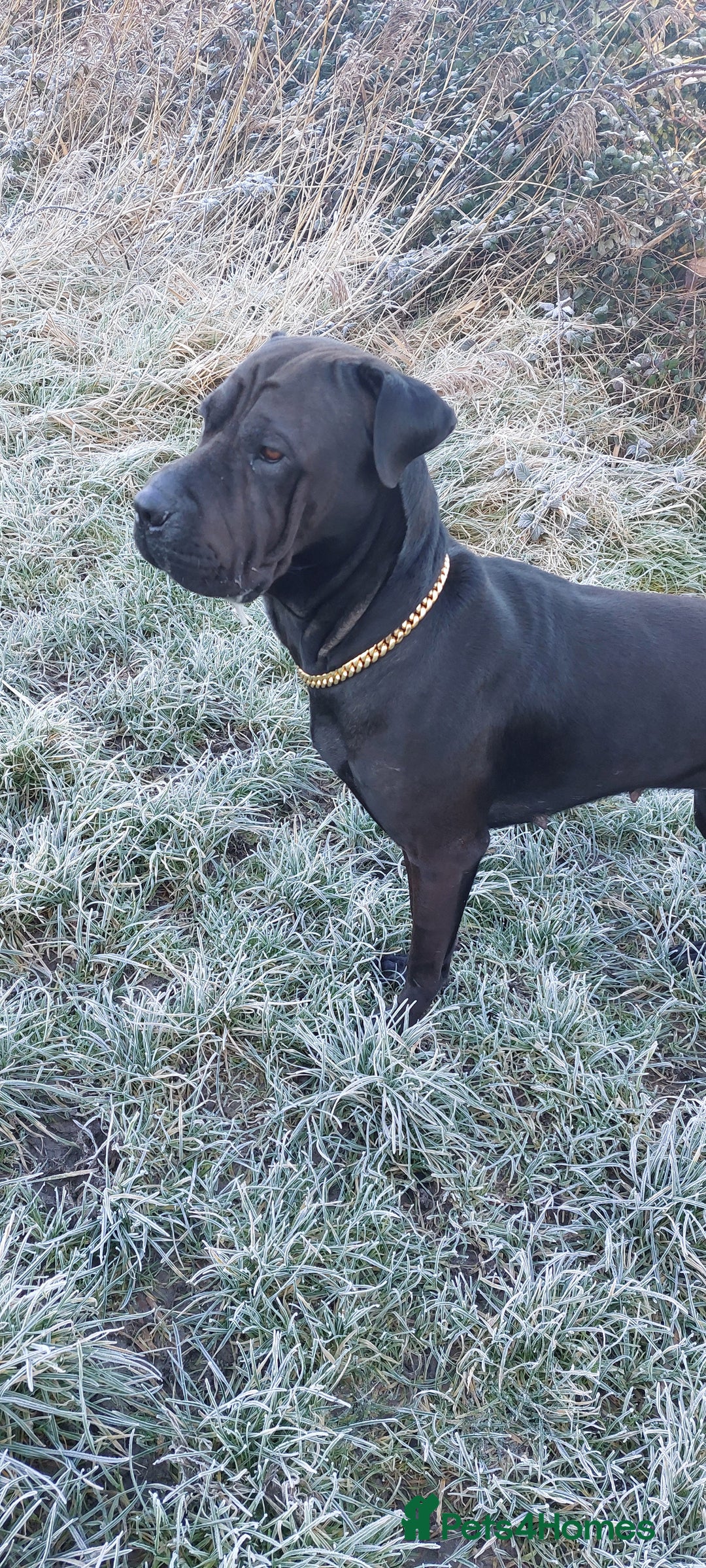 Mixed Breed dogs for sale: Sharpei X Rottweiler  - Advert 3