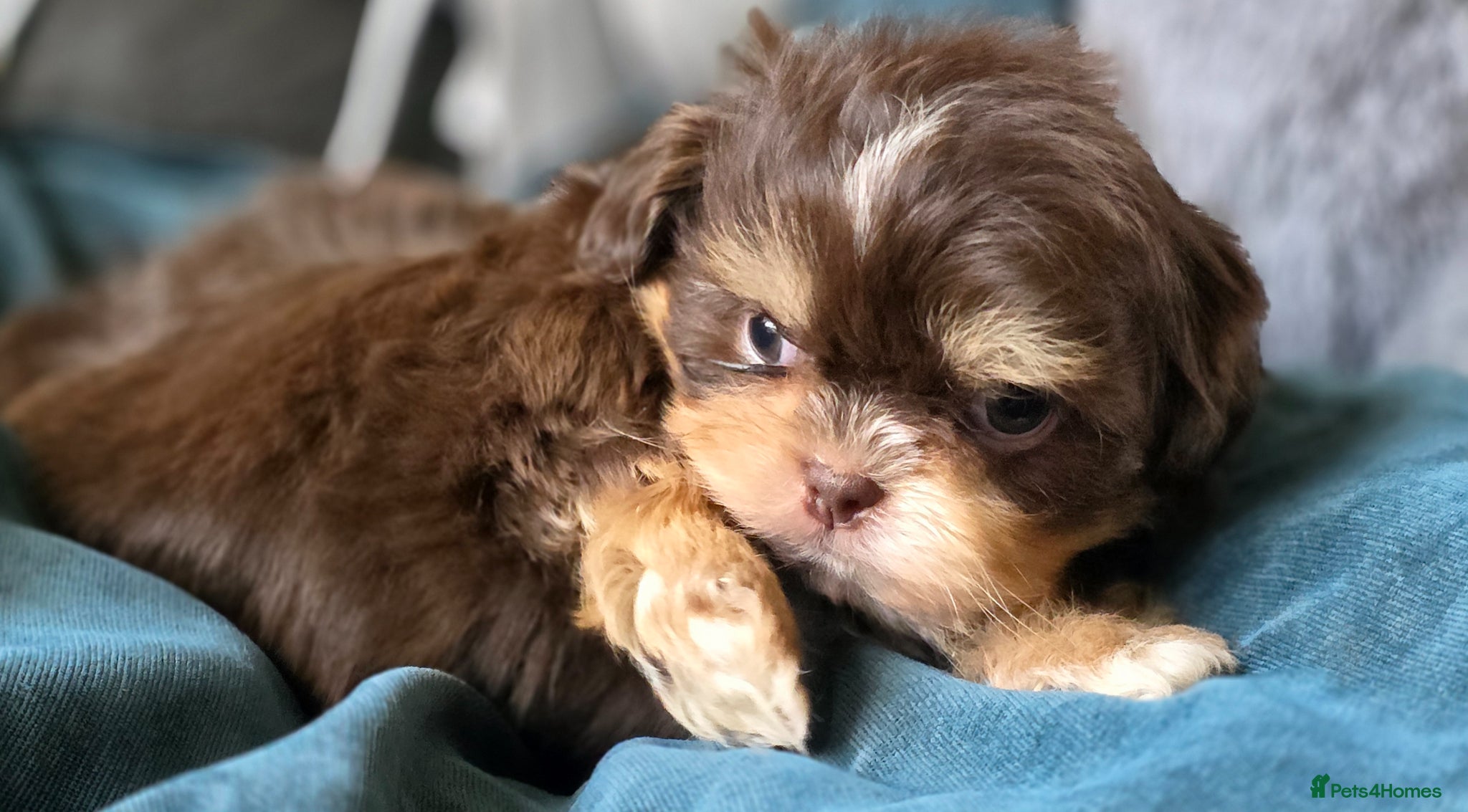 Shih Tzu dogs Stunning KC Reg imperial shih tzu puppies - Advert 1