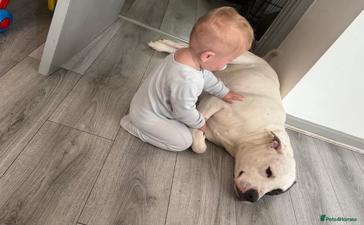 American Bulldog dogs - Advert 20