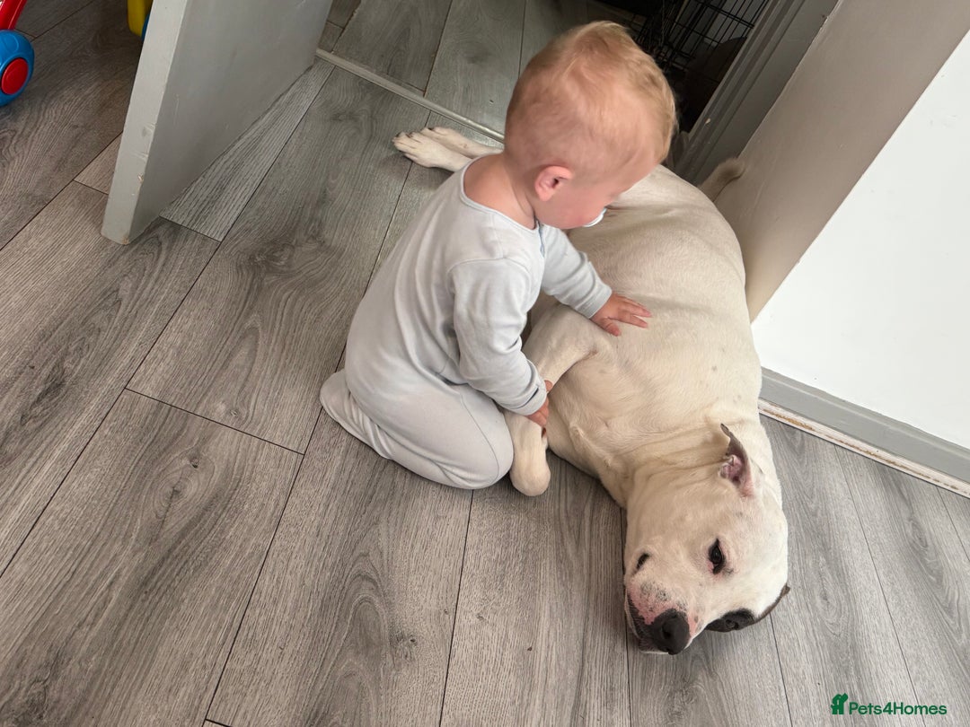 American Bulldog dogs for sale: American bulldog  - Image 1