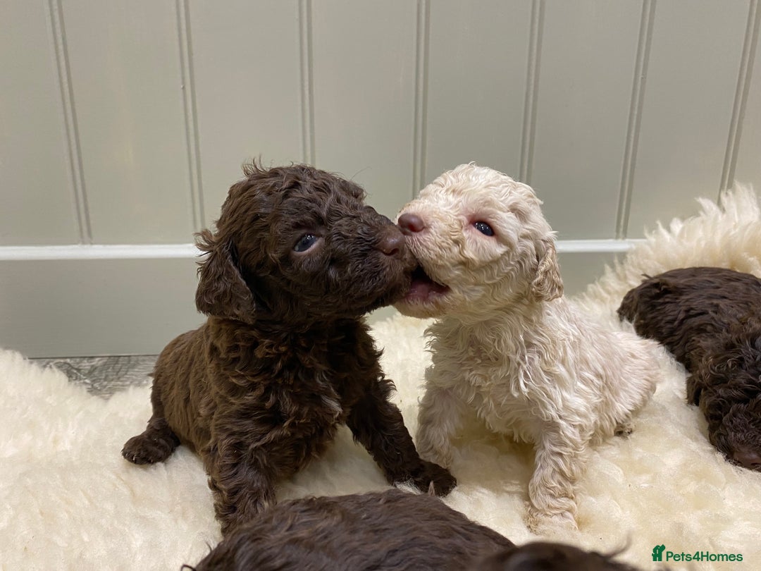 Lagotto Romagnolo dogs for sale: Lagotto romagnolo Puppies  - Advert 5