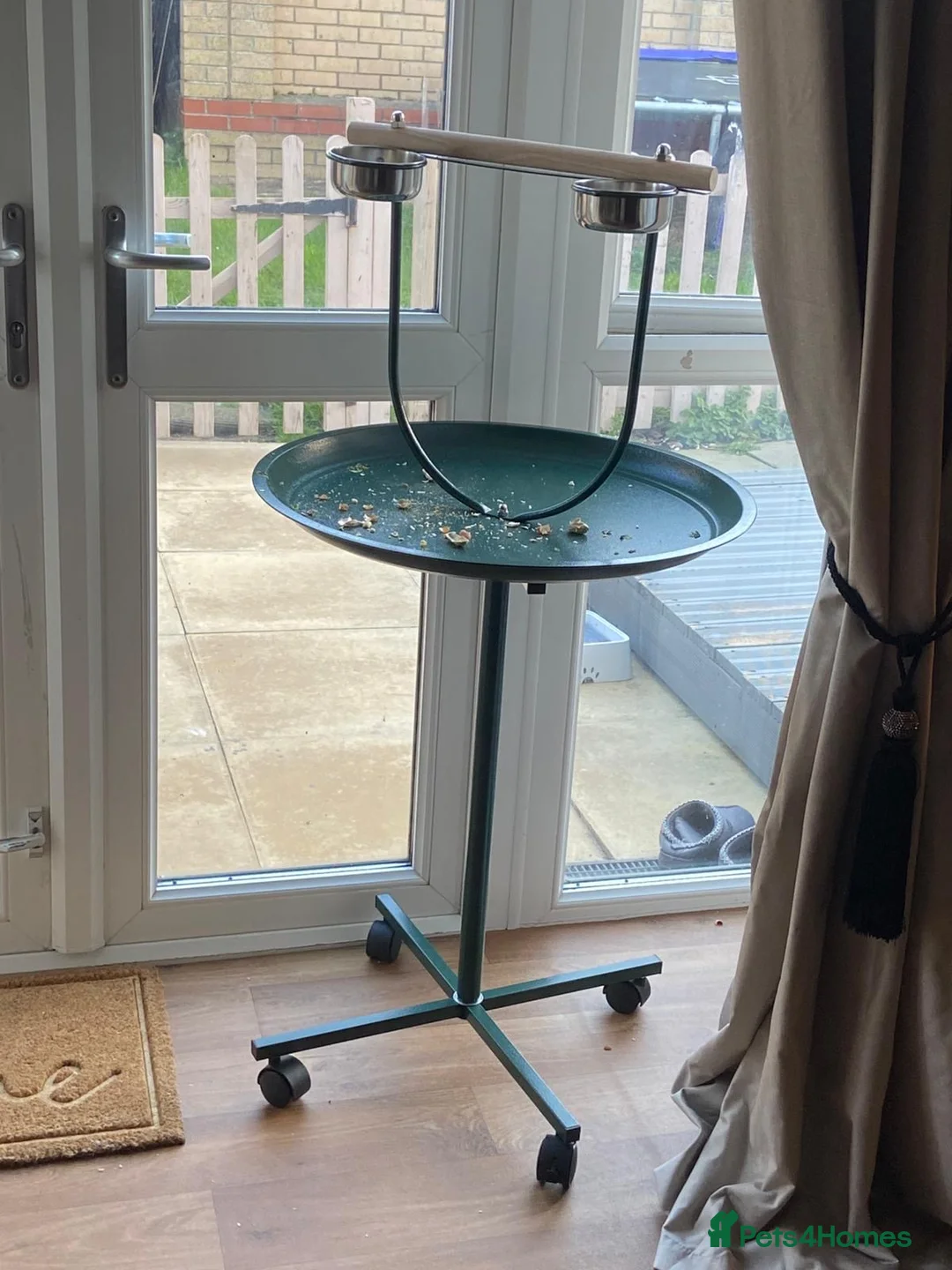 Macaws birds for sale: Blue and gold macaw  in Harwich - Advert 4