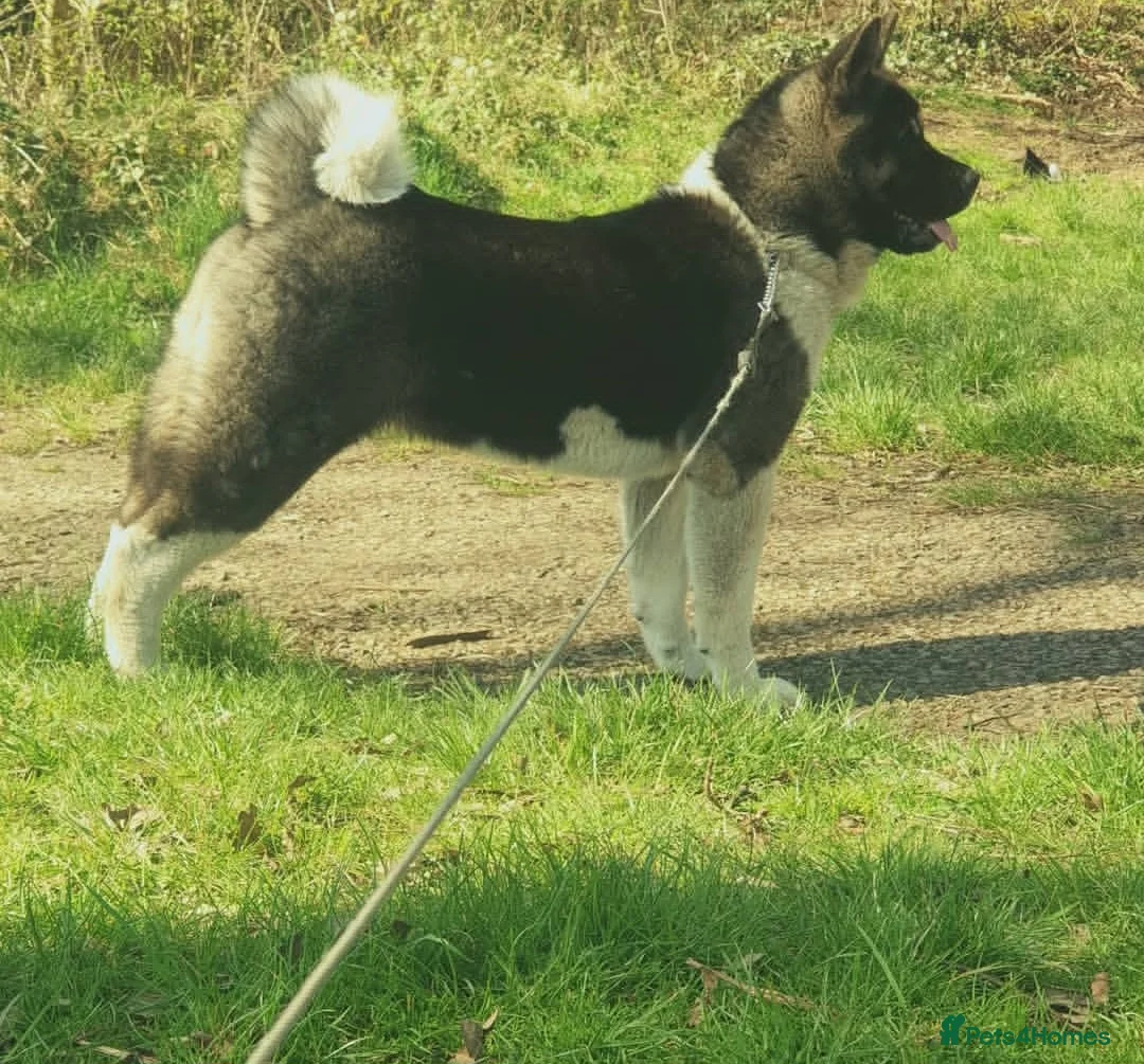 Akita dogs for sale: CHAMPION SHOW potential KC REG AKITA PUPPIES   - Advert 1