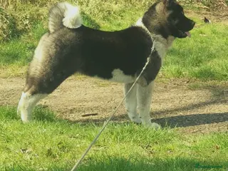 Akita dogs CHAMPION SHOW potential KC REG AKITA PUPPIES - Advert 1