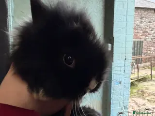 Lionhead rabbits 1 boy left pure Lionhead - Advert 7