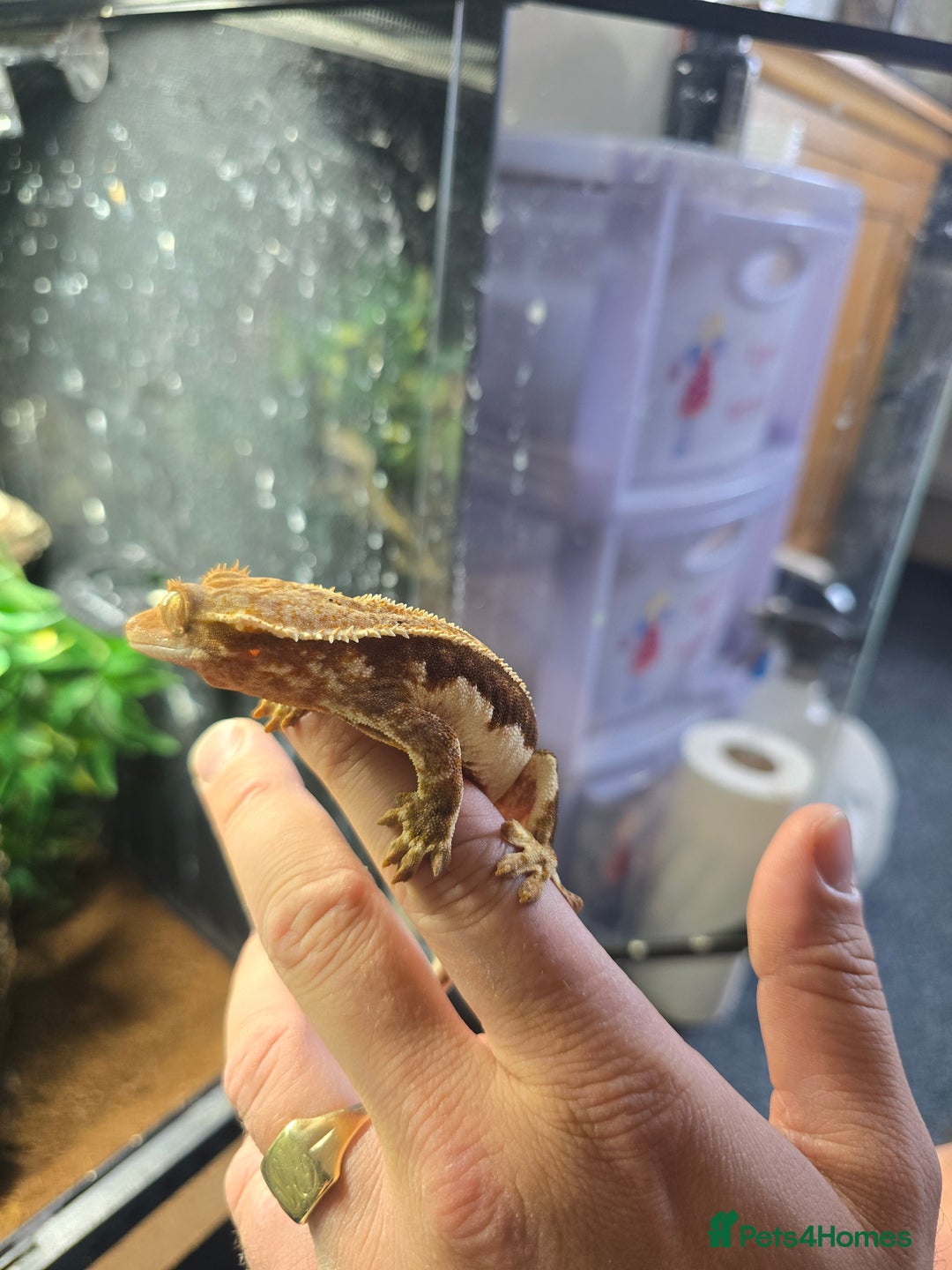 Gecko reptiles for sale: Breeding pair of crested geckos  - Image 3