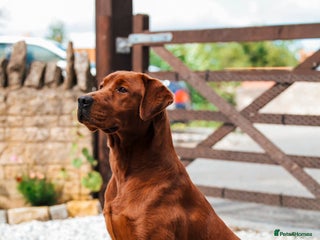 Labrador Retriever dogs in Grantham - Advert 10