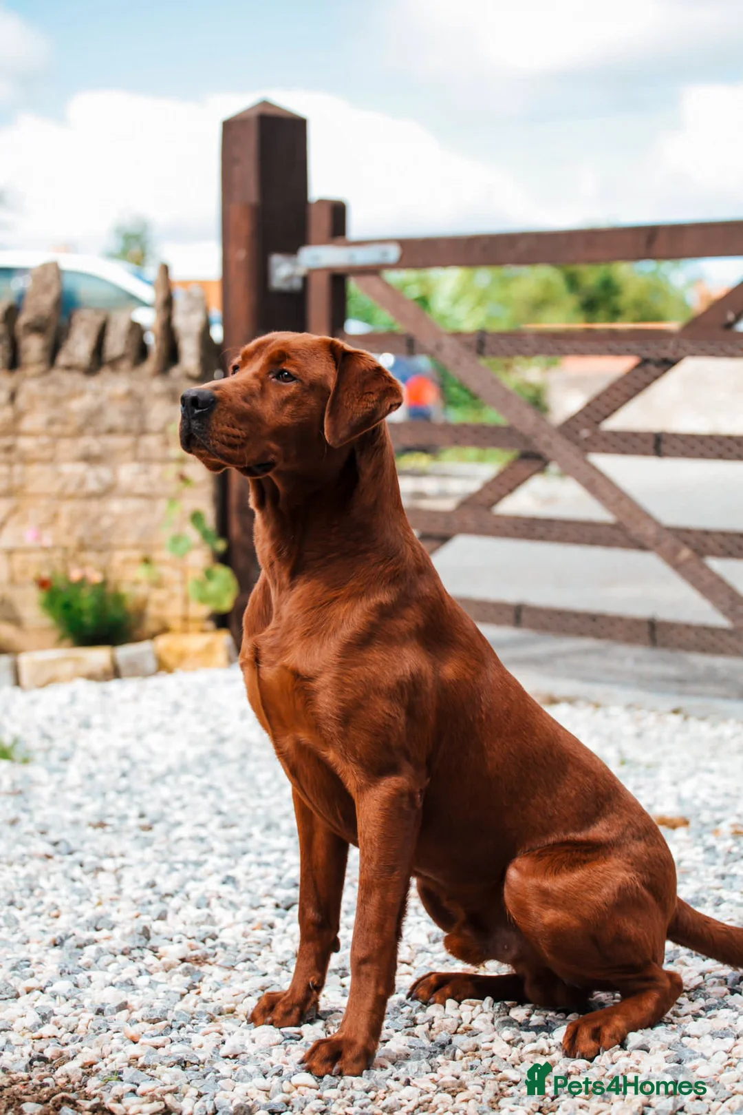 Labrador Retriever dogs for stud: AGLABS ICON - HEALTH TESTED DARKEST FOX RED in Grantham - Advert 2