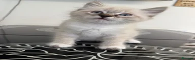 Siberian 1