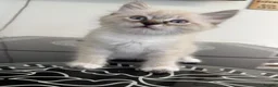 Siberian cats for sale: Purebred Neva Masquerade Siberian Kittens - Advert 10