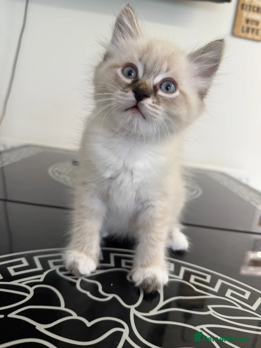 Siberian cats for sale: Purebred Neva Masquerade Siberian Kittens - Advert 10