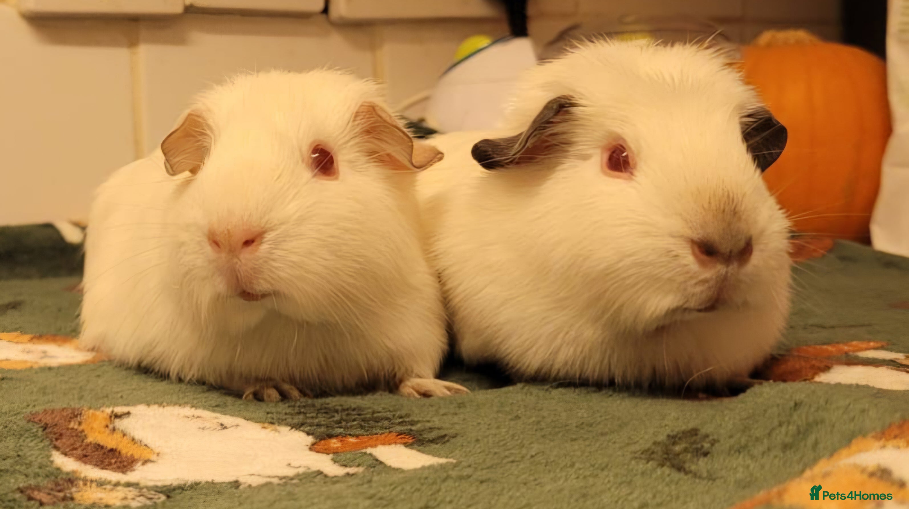 Guinea Pig rodents Friendly baby sow guinea pig for sale 👀🏡 - Advert 8