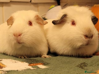 Guinea Pig rodents Friendly baby sow guinea pig for sale 👀🏡 - Advert 8