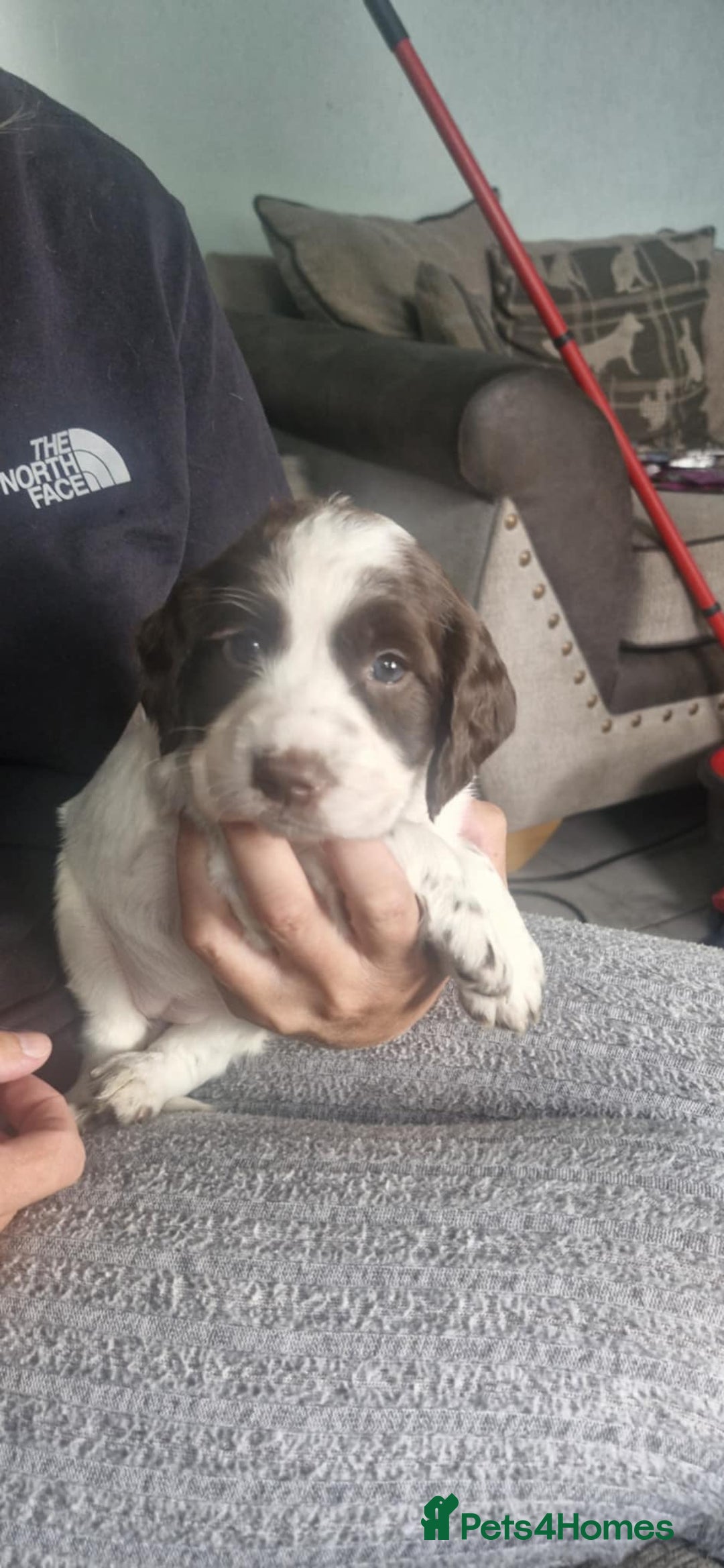 Sprocker dogs for sale: Sprocker puppies  - Image 8