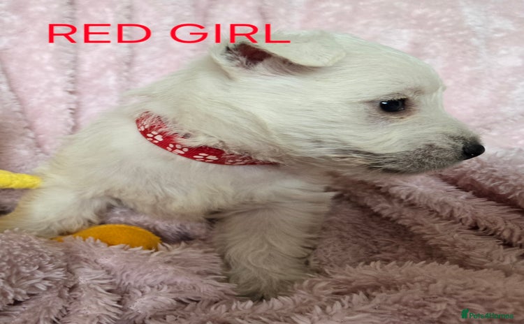 West Highland Terrier dogs - Advert 3
