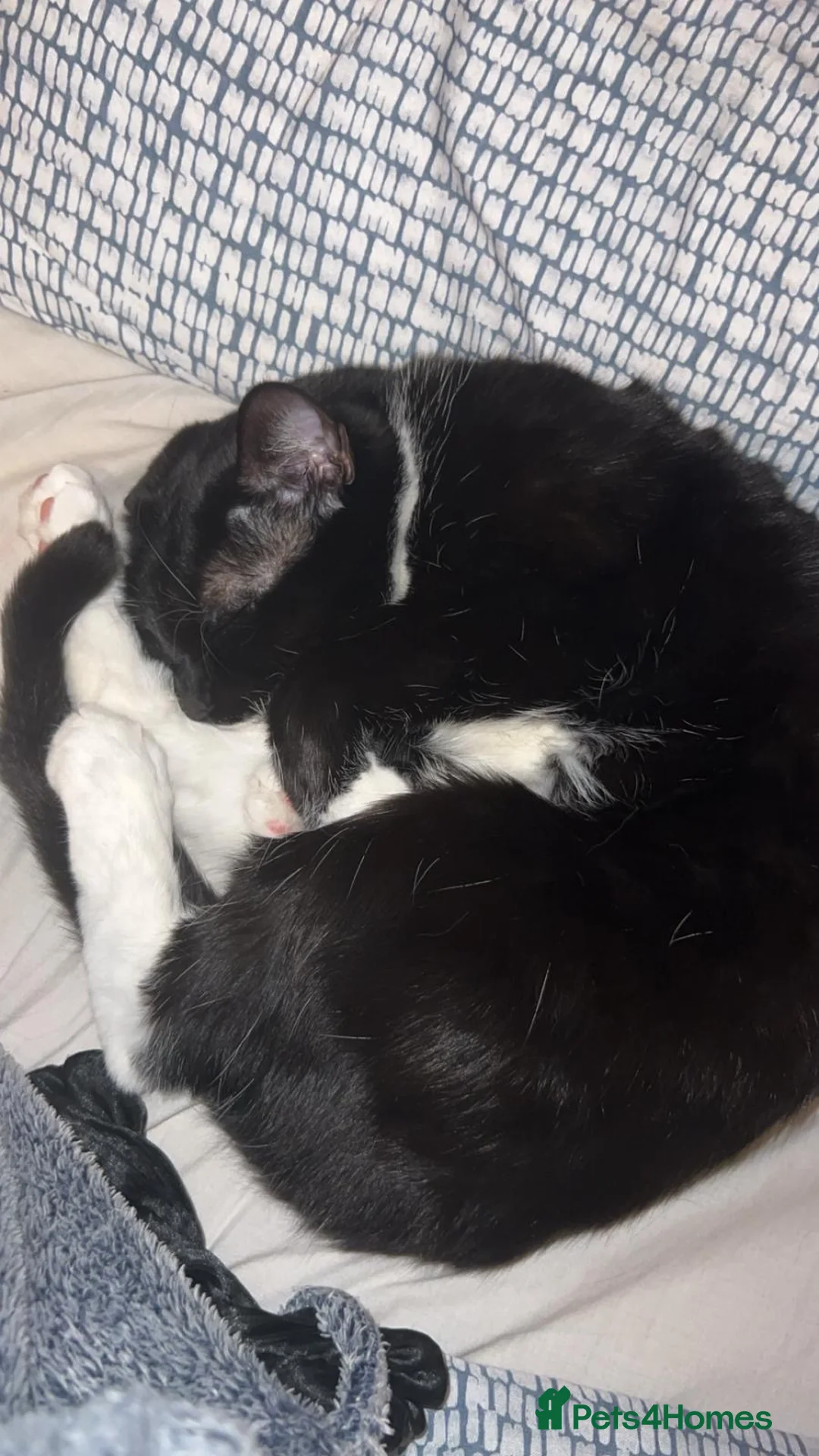 Domestic Shorthair cats for adoption: Minette & Bruce (House/Indoor)  - Advert 8