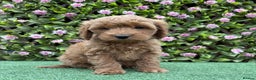 Cavapoo dogs for sale: Red/Brown Cavapoo - Advert 6