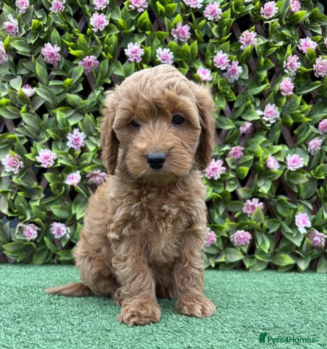 Cavapoo dogs for sale: Red/Brown Cavapoo - Advert 6