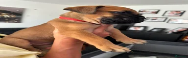Bullmastiff 2